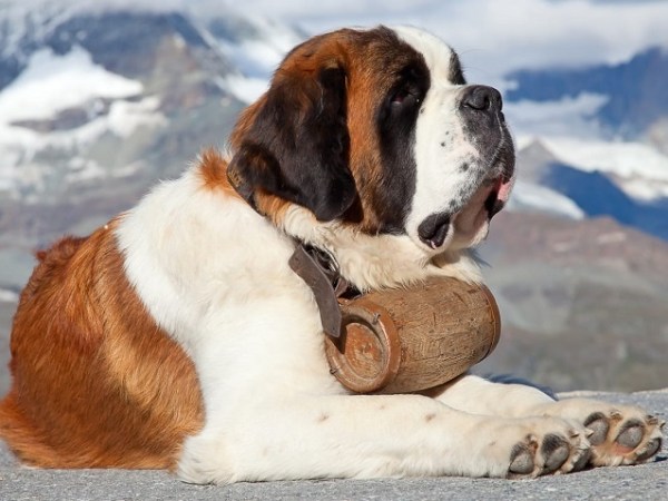 Manchester United’ı kurtaran&nbsp;köpek